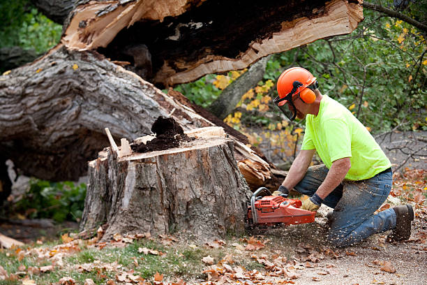 Best Tree Maintenance Programs  in Larkfield Wikiup, CA